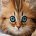 Kitten Wink Live Wallpaper apk file