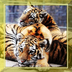 Tigers Sounds live wallpaper 1.1 books and reference apk file
