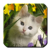 CATS - HD WALLPAPERS apk file