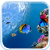 Ocean Fish Live Wallpaper 2.0 Free Best 2015 apk file