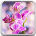 Orchid Live Wallpaper 3.0 playing 2015 apk file