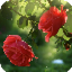 Red Rose Flower Live Wallpaper Reference apk file