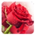 Red Rose Live Wallpaper Strategy apk file
