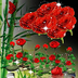 Dozen Red Roses Live Wallpaper apk file