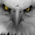 American Bald Eagle LWP apk file