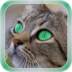 Cat Live Wallpaper apk file