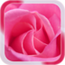 Pink Rose Live Wallpaper apk file