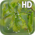 Drops Leaves LWP apk file