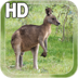 Kangaroo Australia LWP apk file