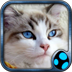 Cats Wallpapers from Flickr apk file