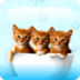 Kittens and Cats Wallpapers and Themes! apk file