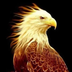 Eagle Browser apk file