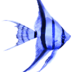 Aquarium Angel  Fish Live Wallpaper apk file